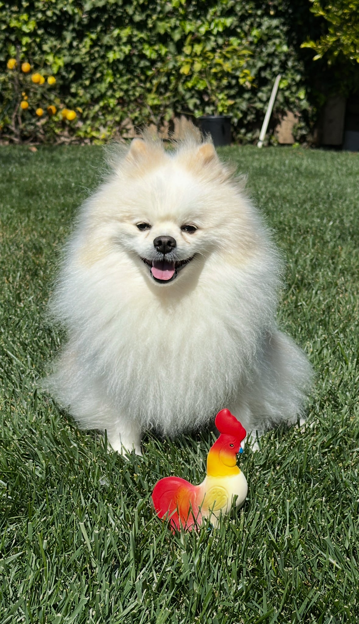 Rooster Dog Toy