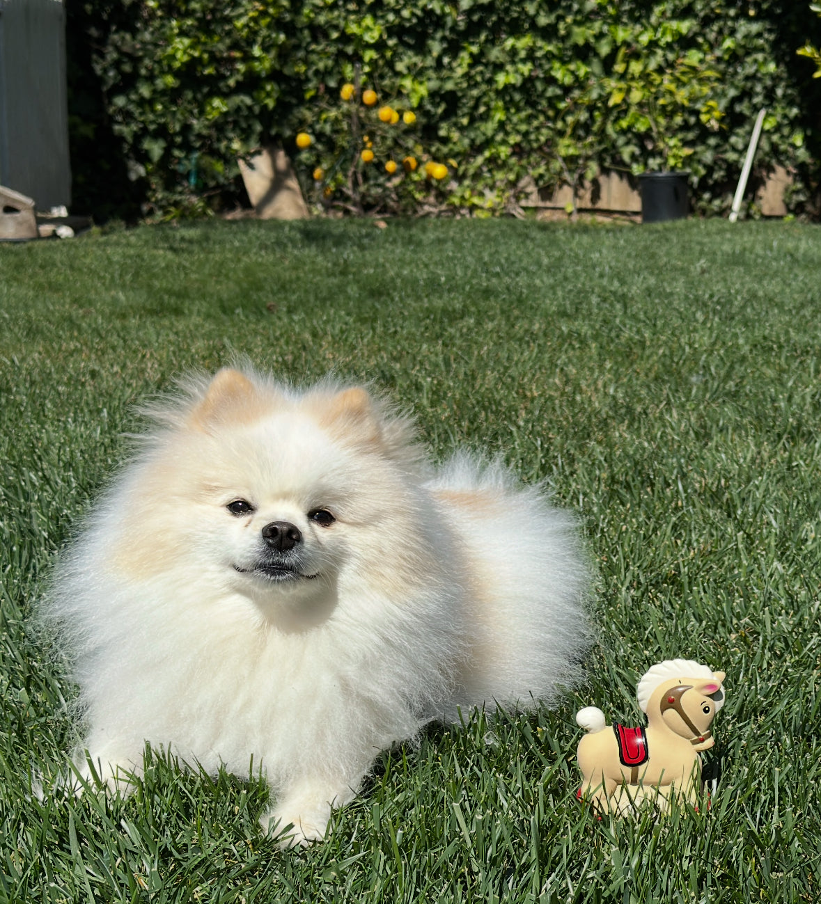 Rocking Horse Dog Toy (latex)