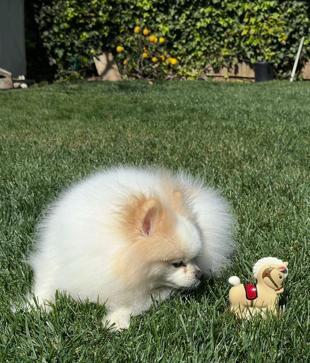 Rocking Horse Dog Toy (latex)