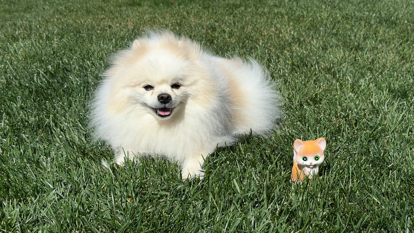 Cat Dog Toy (latex)