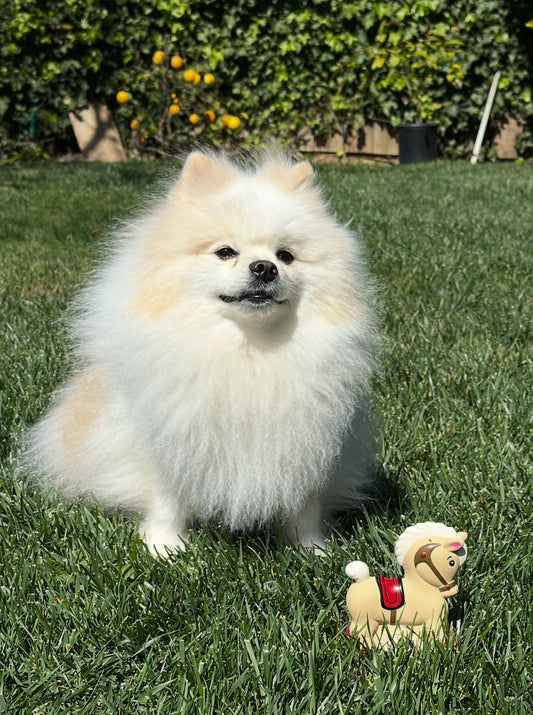 Rocking Horse Dog Toy (latex)
