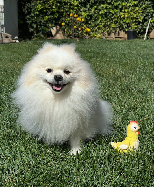 Hen