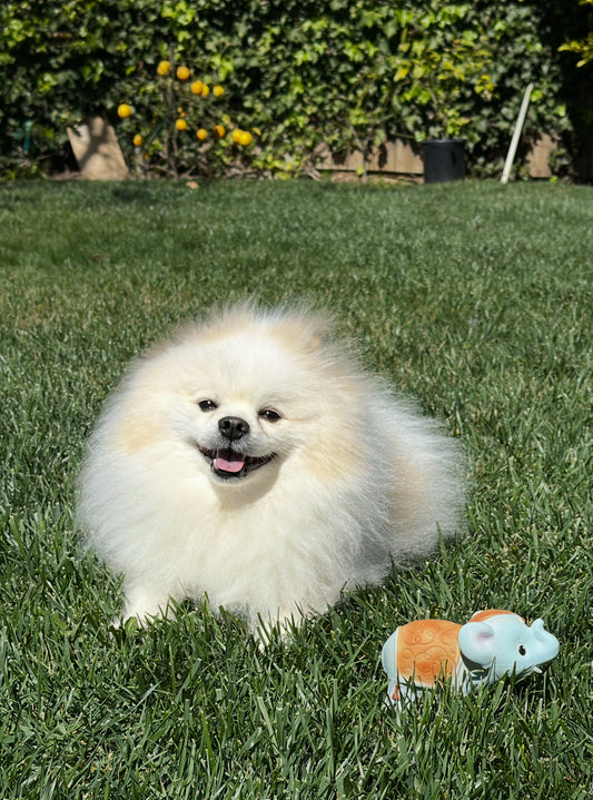 Elephant Dog Toy